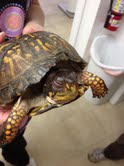 Healthy Turtle-Check out how nice her eyes look now!