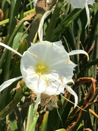The unique flower