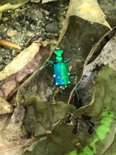 A cool beetle